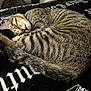 animal, blanket, cat, cozy, curled_up, cute, domestic_cat, feline, fur, indoor, mammal, pattern, pet, relaxed, resting, sleeping, soft, tabby_cat, tail, whiskers