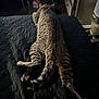 animal, bed, cat, cozy, dark, domestic, feline, furniture, household, indoor, legs, pet, quiet, quilted, relaxed, resting, sleeping, striped, tabby, tail