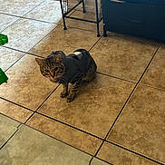 Lavender joined the competition — help win amazing prizes! animal, cabinet, cat, cozy, curious, cute, domestic_cat, floor_tiles, furniture, hoodie, household, indoor, kitten, looking_up, metal_stand, pet, small_pet, tabby_cat, tile_floor, wearing_clothes