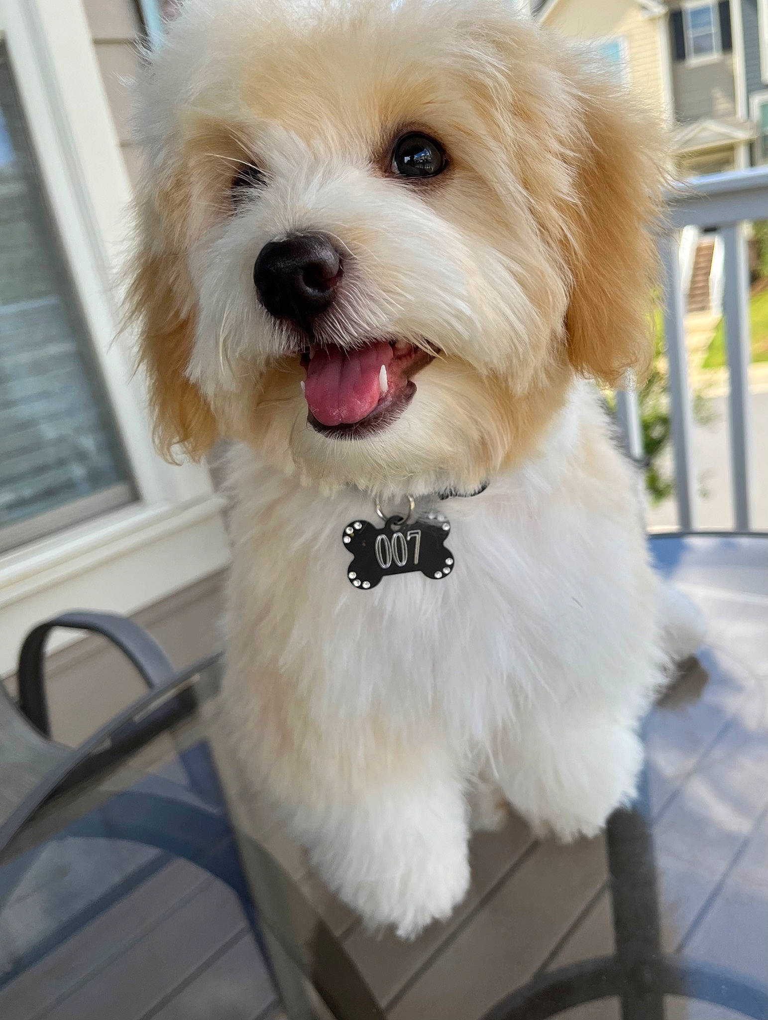 James Bond joined the competition — help win amazing prizes! canidae, carnivore, collar, companion_dog, dog, dog_breed, dog_collar, dog_supply, fence, fur, non_sporting_group, puppy, shih_poo, small_terrier, terrier, toy_dog, window, window_blind, working_animal, yorkipoo