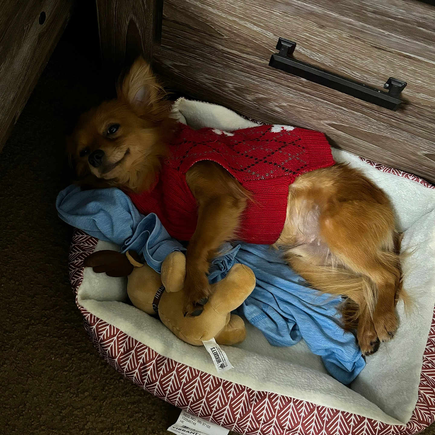Canelo is registered to the contest to win money with this photo: animal, bed, bedroom, canine, couch, cushion, dog, dogbed, drawer, furniture, goldenretriever, homedecor, hound, indoors, person, pet, puppy, room, sleeping, wood