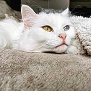 Vanille a rejoint le concours — aidez-le/la à gagner de superbes lots ! cat, white_cat, heterochromia, yellow_eye, blue_eye, pet, feline, lying_down, blanket, soft_texture, cozy, indoor, animal, close_up, resting, fur, whiskers, pink_nose, relaxed, portrait
