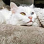 cat, white_cat, heterochromia, yellow_eye, blue_eye, pet, feline, lying_down, blanket, soft_texture, cozy, indoor, animal, close_up, resting, fur, whiskers, pink_nose, relaxed, portrait