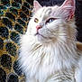 Vanille a rejoint le concours — aidez-le/la à gagner de superbes lots ! cat, white_fur, heterochromia, yellow_eye, blue_eye, fluffy, pet, portrait, indoor, cushion, patterned_cushion, relaxed, animal, feline, whiskers, pink_nose, close_up, domestic_cat, soft_fur, seated