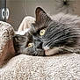 cat, gray_cat, yellow_eyes, whiskers, furry, close_up, blanket, soft_texture, indoor, cozy, resting, pet, animal, mammal, cute, sleepy, relaxed, domestic_cat, portrait, lying_down