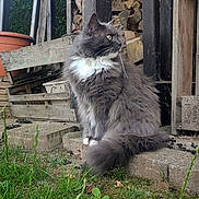 Loukoom a rejoint le concours — aidez-le/la à gagner de superbes lots ! cat, fluffy, gray, white, outdoor, grass, stone, wood, firewood, crate, pet, animal, feline, side_view, nature, garden, curious, sitting, daylight, whiskers