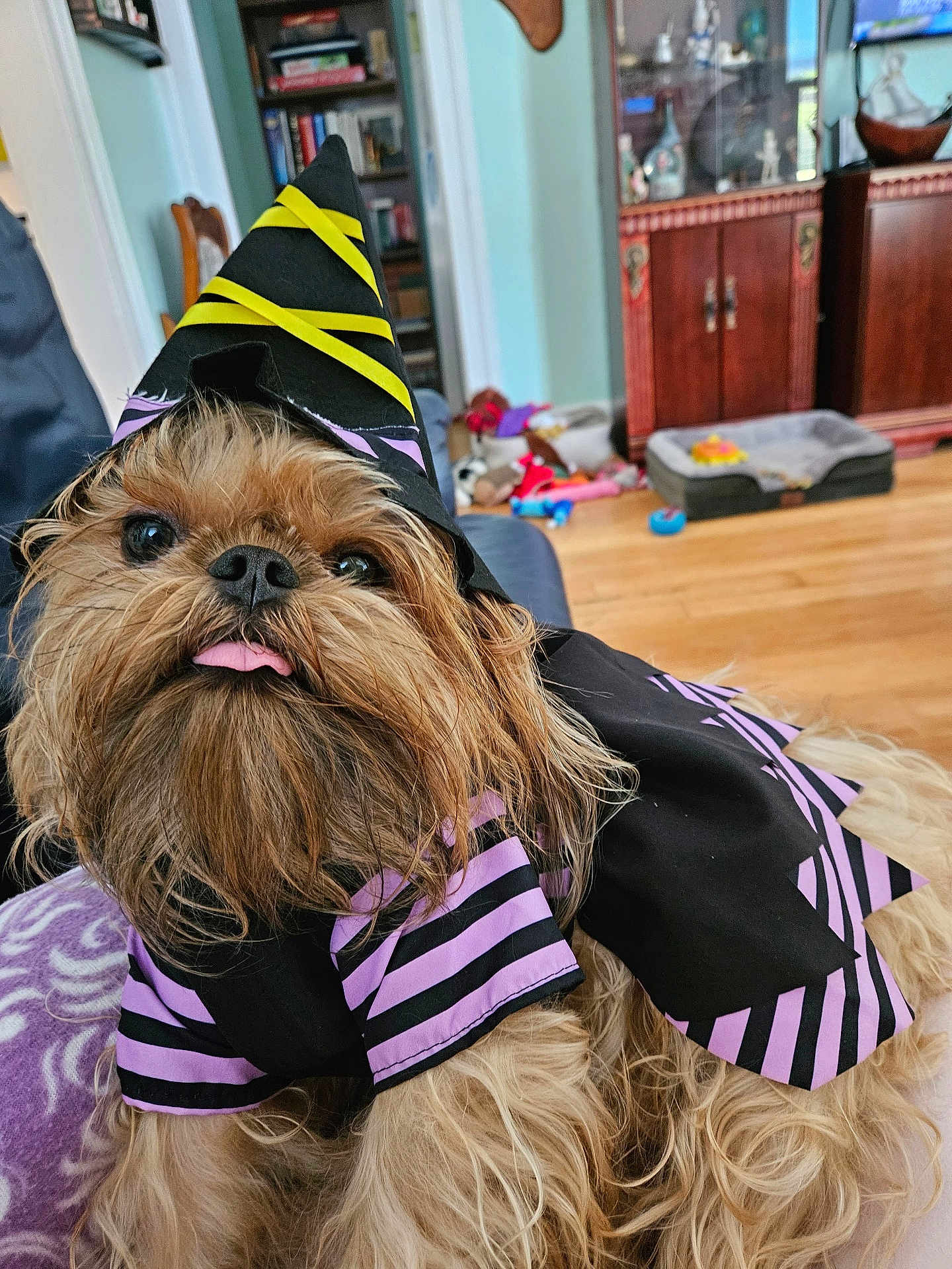 Honeybelle joined the competition — help win amazing prizes! dog, costume, witch_hat, cape, tongue_out, fluffy, pet, indoor, living_room, furniture, toys, blanket, brown_dog, cute, portrait, close_up, black, purple, yellow, relaxed