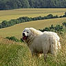 animal, canine, dog, field, fluffy, grass, greenery, happy, landscape, mammal, nature, outdoor, pets, rolling_hills, rural, summer, sunlight, tongue_out, trees, white_dog