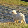 animal, canine, daylight, dog, field, fur, grass, hill, looking_away, mammal, nature, outdoor, peaceful, pet, scenery, side_view, standing, sunlight, white_dog, wild_grass