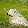 Eustache a rejoint le concours — aidez-le/la à gagner de superbes lots ! animal, calm, canine, dog, field, fluffy, fur, grass, green, mammal, nature, outdoor, peaceful, pet, portrait, serene, side_view, sitting, white_dog, wild_grass