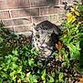 cat, gray_cat, tabby, animal, pet, outdoor, greenery, plants, leaves, sunlight, shadow, brick_wall, curious, yellow_eyes, tongue_out, nature, ground, small_rocks, daylight, closeup