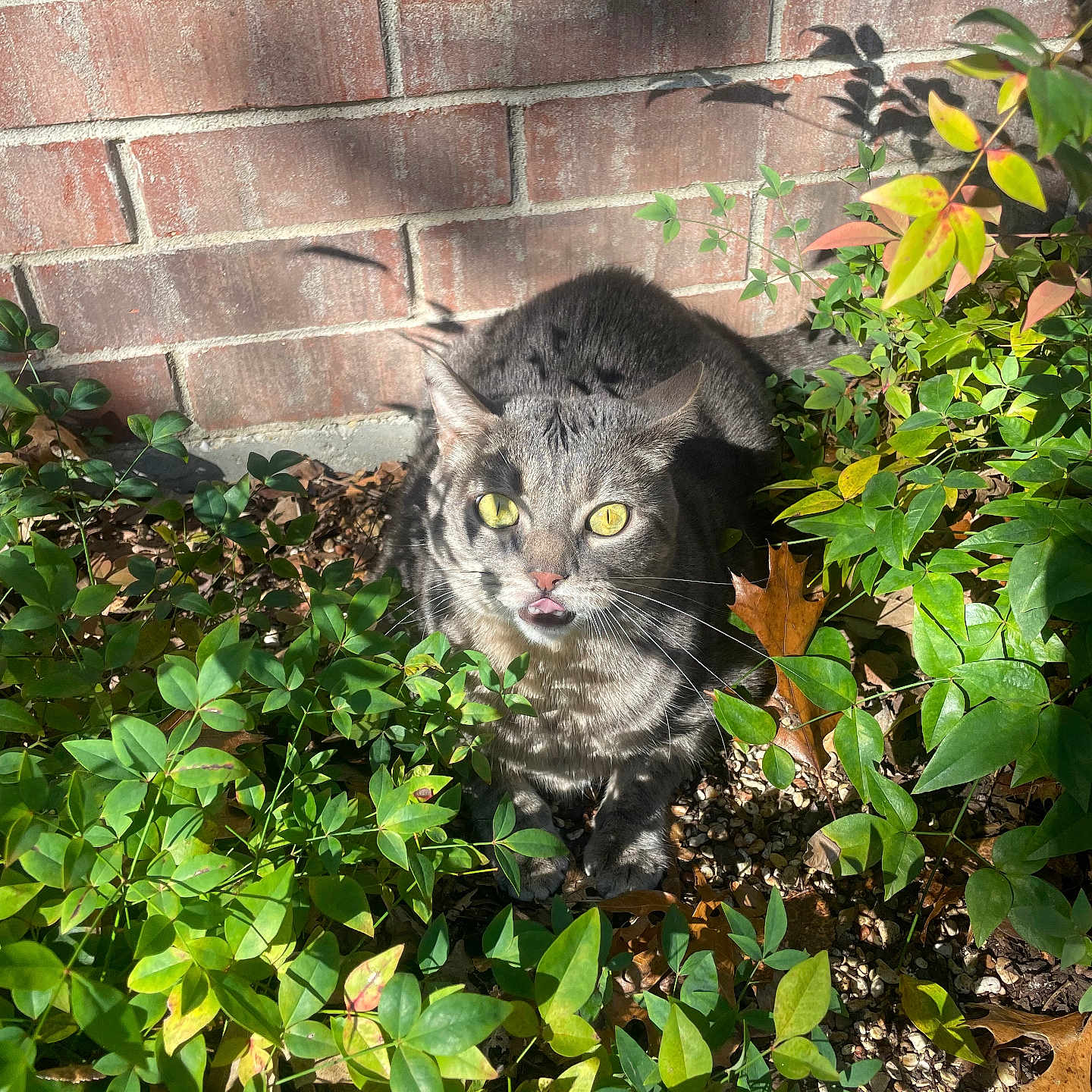 Flint joined the competition — help win amazing prizes! animal, brick_wall, cat, closeup, curious, daylight, gray_cat, greenery, ground, leaves, nature, outdoor, pet, plants, shadow, small_rocks, sunlight, tabby, tongue_out, yellow_eyes
