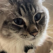 Apollo is registered to the contest to win money with this photo: cat, close_up, fluffy, blue_eyes, whiskers, fur, pet, animal, domestic_cat, portrait, indoor, soft_light, cute, feline, tabby, face, ears, nose, muzzle, focused