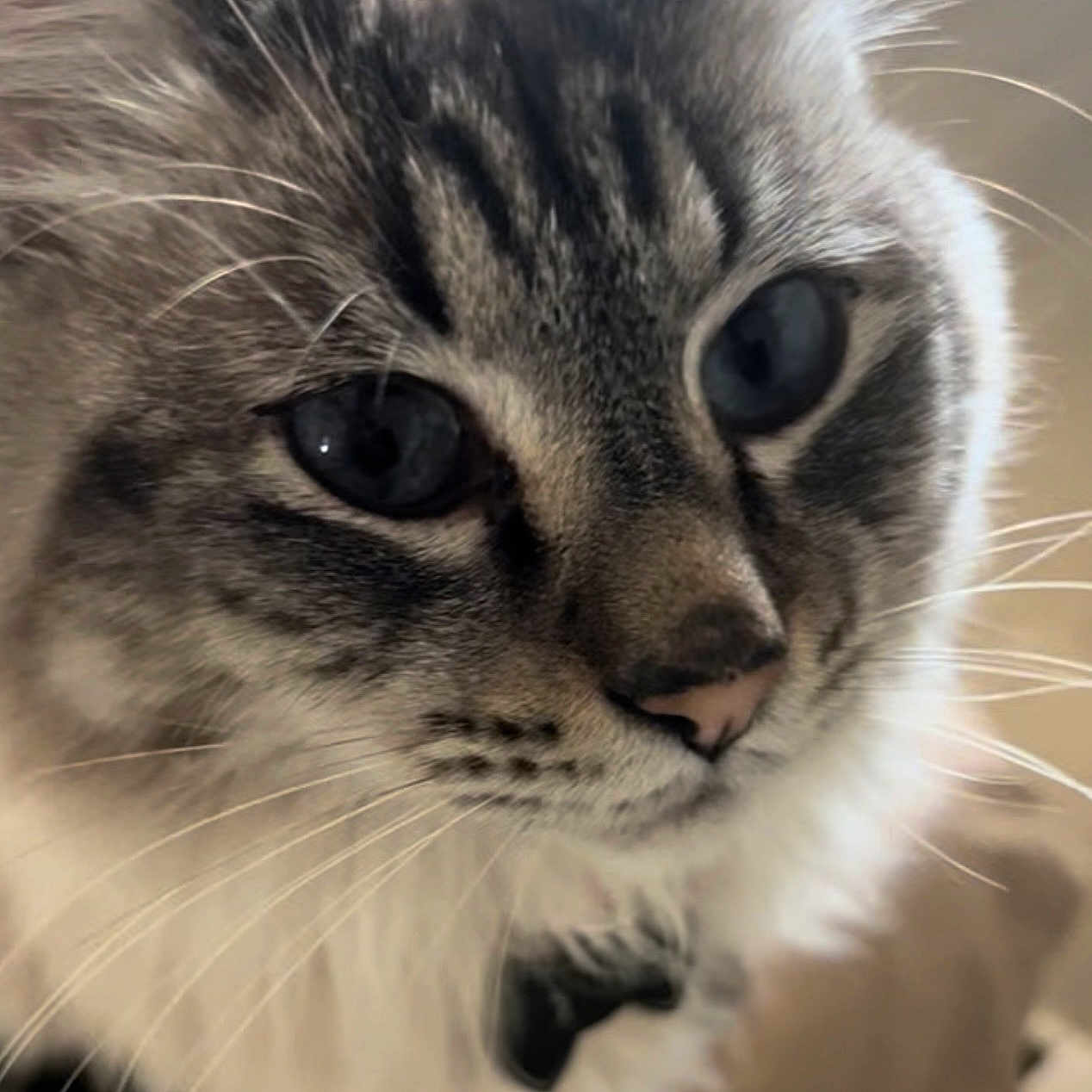 Apollo is registered to the contest to win money with this photo: cat, close_up, fluffy, blue_eyes, whiskers, fur, pet, animal, domestic_cat, portrait, indoor, soft_light, cute, feline, tabby, face, ears, nose, muzzle, focused