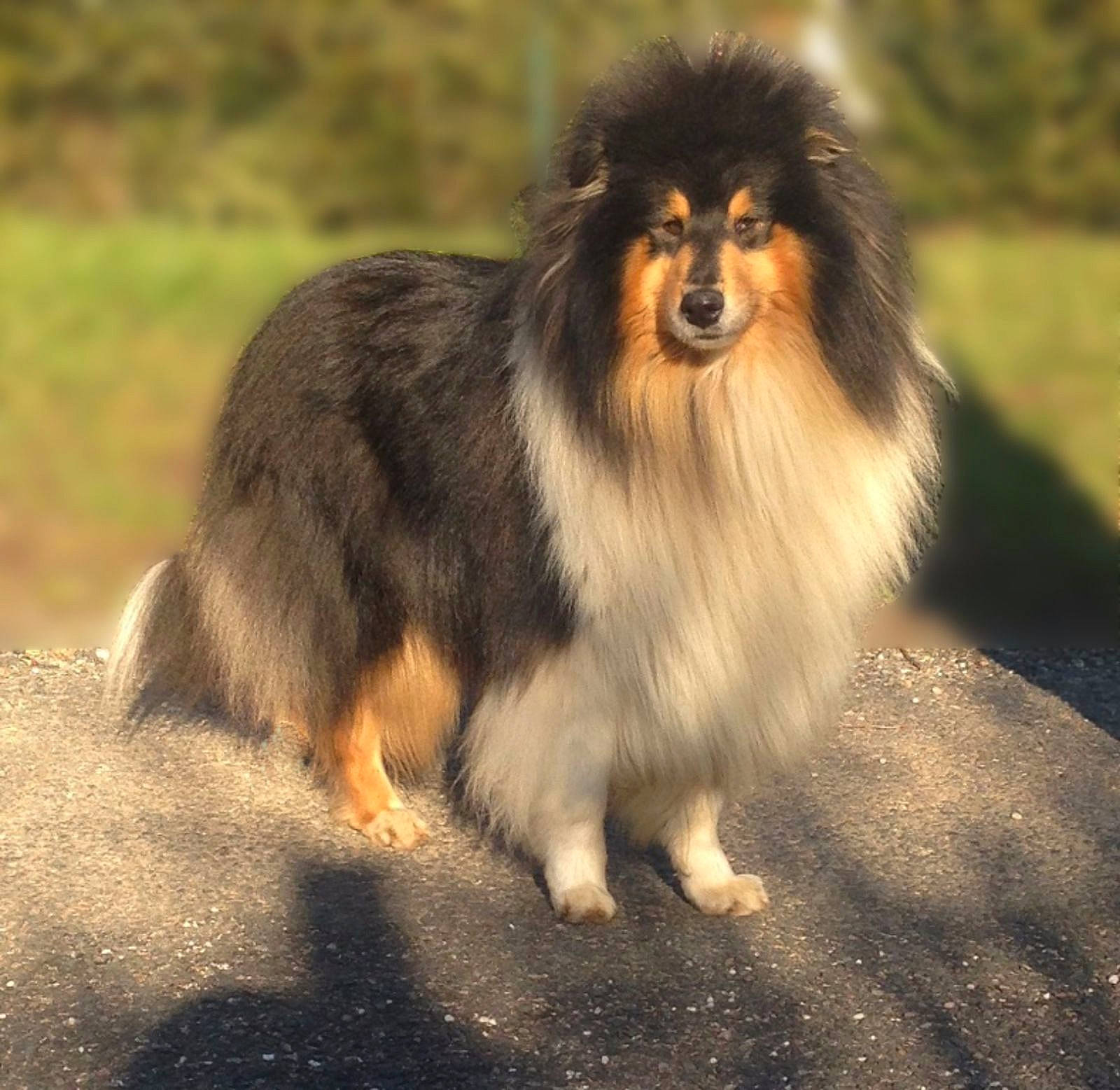 Jamming Black Du Bois Des Amaz