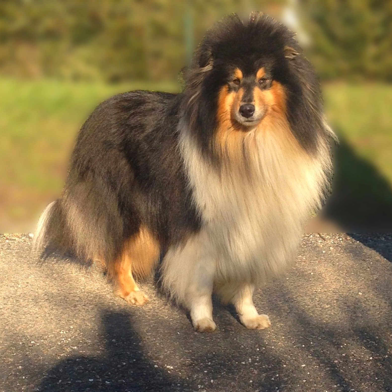 Jamming Black Du Bois Des Amaz