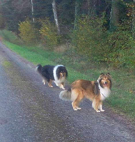 Just' Bella The Wind Charms