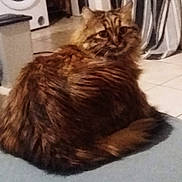 Féline a rejoint le concours — aidez-le/la à gagner de superbes lots ! animal, blue_surface, brown, cat, cozy, curled_up, domestic, floor, fluffy, furniture, home, household, indoor, looking_back, pet, resting, tabby, tail, tile_floor, wide_eyes