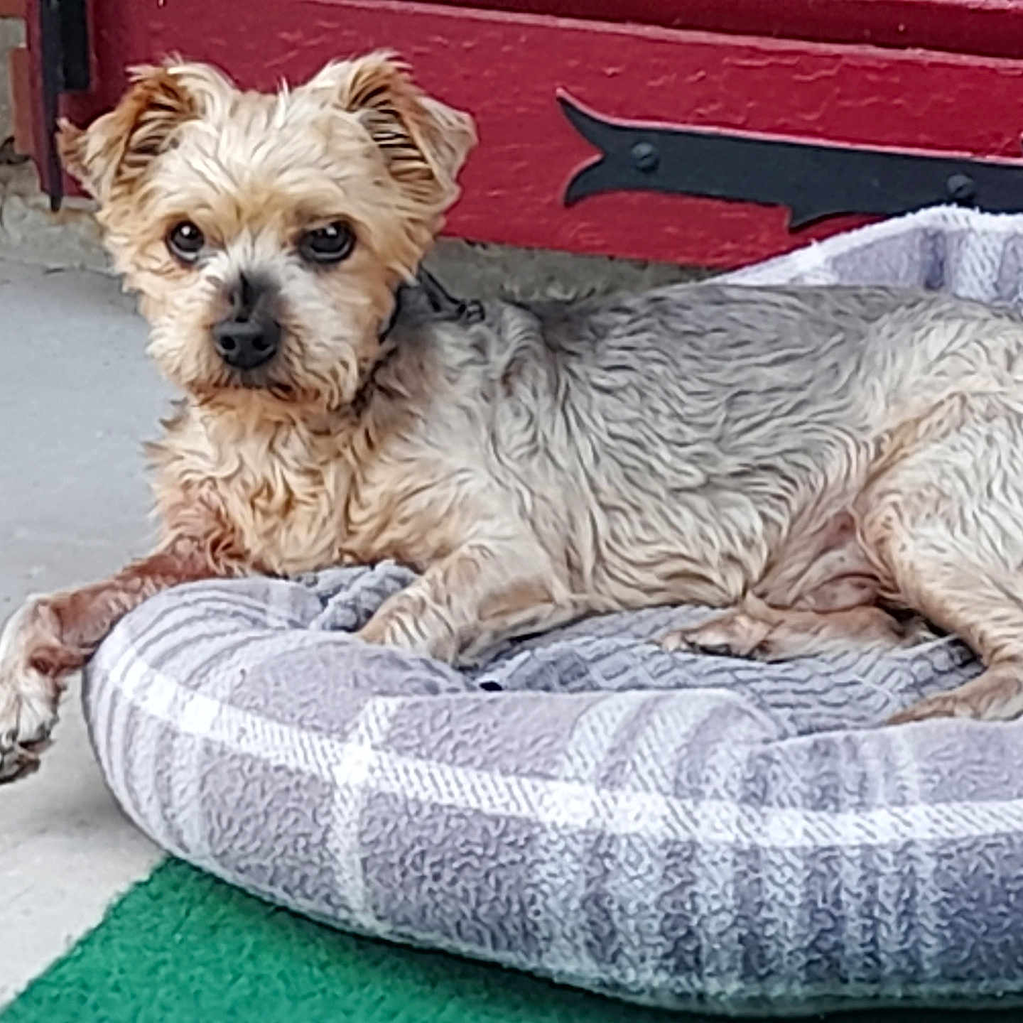 Jaiko participe au concours pour gagner de l'argent avec cette photo : animal, canine, cockerspaniel, dog, dogbed, pet, poodle, puppy, terrier