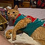 cat, orange_tabby, sweater, holiday_sweater, bed, blanket, indoor, furniture, cozy, relaxed, pet, animal, clothing, room, casual, resting, fur, domestic, cute, comfort