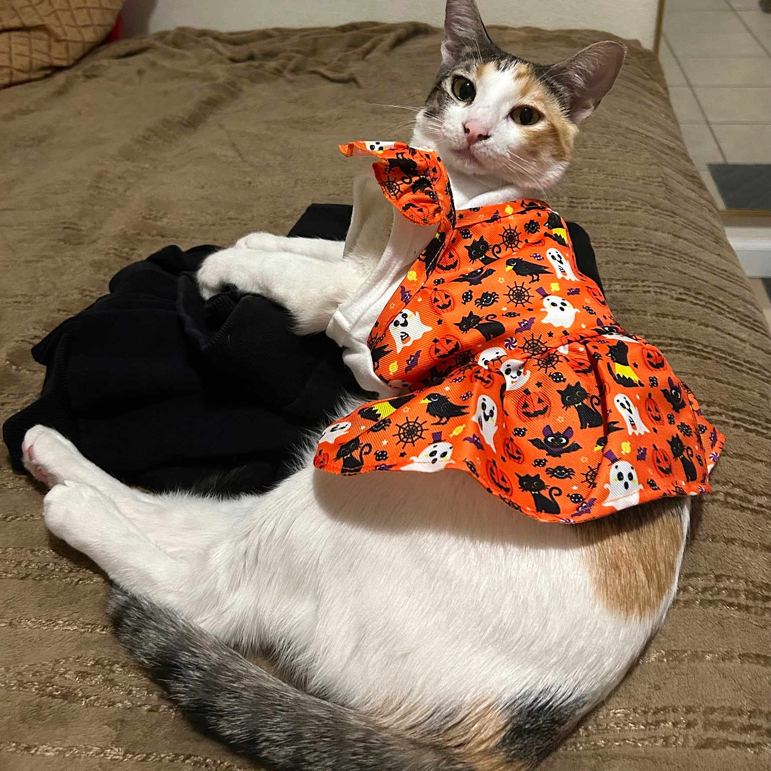 Cookie is registered to the contest to win money with this photo: animal, bed, black, cat, clothing, costume, cute, decor, fabric, fur, halloween, indoor, looking, orange, pattern, pet, relaxed, resting, tail, white