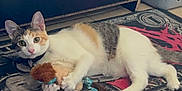 Cookie joined the competition — help win amazing prizes! cat, calico_cat, plush_toy, rug, floor, tile_floor, drawer, furniture, laundry_basket, indoor, pet, animal, playful, lying_down, curious, ears, whiskers, tail, claws, collar