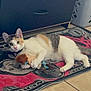 cat, calico_cat, plush_toy, rug, floor, tile_floor, drawer, furniture, laundry_basket, indoor, pet, animal, playful, lying_down, curious, ears, whiskers, tail, claws, collar