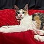 cat, calico, pet, animal, bed, red_bedspread, collar, tag, spiderman, cute, feline, whiskers, ears, paws, indoor, relaxed, stretching, fur, pink_nose, curious
