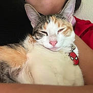 Cookie joined the competition — help win amazing prizes! cat, calico, pet, collar, spiderman_tag, pink_nose, fur, sleepy, snuggling, human_arm, comfort, indoor, closeup, animal, cute, relaxed, face, ears, whiskers, domestic_cat