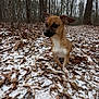 animal, bare_trees, brown_dog, canine, cloudy, dog, ears, forest, ground, leaves, nature, outdoor, park, pet, season, small_dog, snow, tree, winter, woods