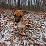animal, brown_dog, canine, cold_weather, curious, dog, ears, forest, ground_cover, leaves, nature, outdoor, pet, seasonal, small_dog, snow, trees, walking, winter, winter_forest