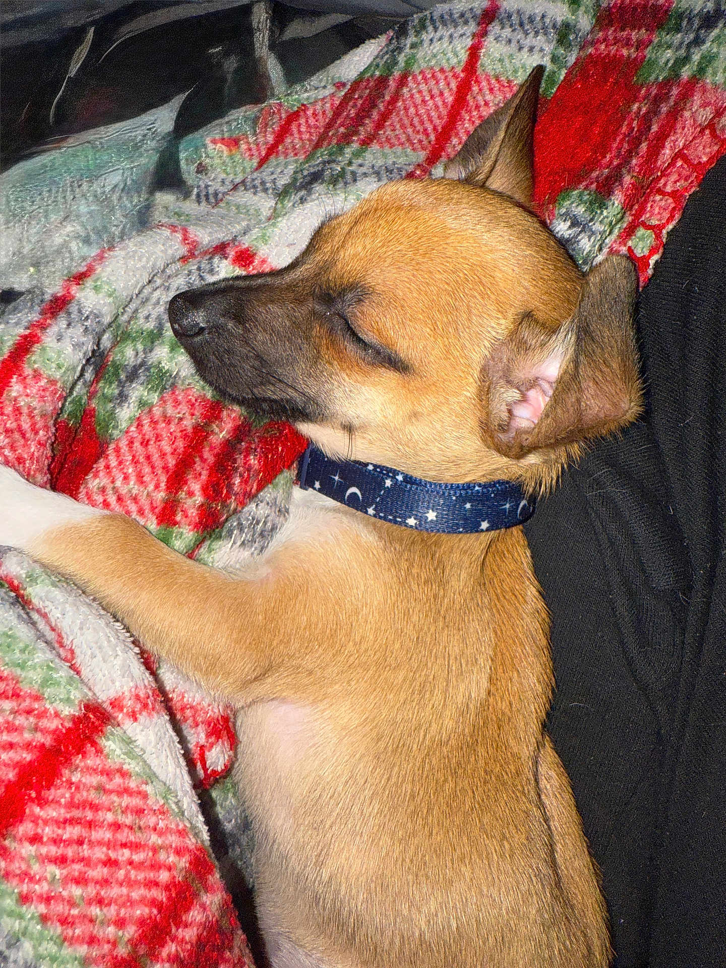 Papi Hallow is registered to the contest to win money with this photo: animal, blanket, brown_fur, calm, closeup, collar, companion, cozy, cute, dog, fur, indoor, nap, pet, plaid, relaxed, resting, sleeping, small_dog, soft_texture