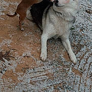 Papi Hallow is registered to the contest to win money with this photo: animal, black_and_white_dog, blush, brown_dog, cute, dog, expression, eyelashes, ground, interaction, large_dog, makeup_edit, nature, outdoor, pet, playful, small_dog, snow, white_dog, winter