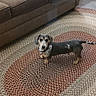 dog, dachshund, pet, indoor, carpet, rug, sofa, couch, pillow, brown, small_dog, floor, home, domestic_animal, animal, standing, looking, cute, companion, alert