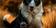 Valy a rejoint le concours — aidez-le/la à gagner de superbes lots ! active, animal, autumn, black_and_white, blurred_background, border_collie, canine, dog, energetic, eyes, fur, grass, happy, motion, nature, outdoor, pet, playful, running, tail