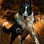 active, animal, autumn, black_and_white, blurred_background, border_collie, canine, dog, energetic, eyes, fur, grass, happy, motion, nature, outdoor, pet, playful, running, tail