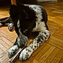 animal, bed, bedspread, black_and_white, bone, chewing, cozy, cute, dog, domestic, flooring, focused, furniture, indoor, lying_down, pet, puppy, speckled_paws, wooden_floor, young_dog