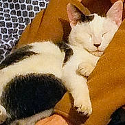 Mr. Hickey joined the competition — help win amazing prizes! cat, sleeping, black_and_white, fur, pet, animal, resting, cozy, person, arm, brown_clothing, indoor, closeup, nap, relaxation, domestic, cute, feline, comfort, warm