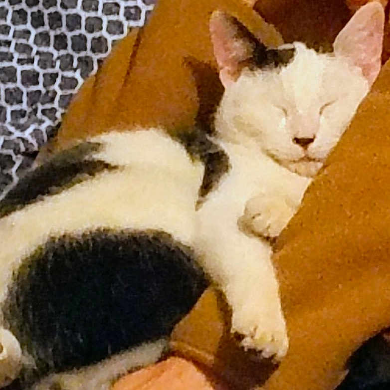 Mr. Hickey joined the competition — help win amazing prizes! animal, arm, black_and_white, brown_clothing, cat, closeup, comfort, cozy, cute, domestic, feline, fur, indoor, nap, person, pet, relaxation, resting, sleeping, warm