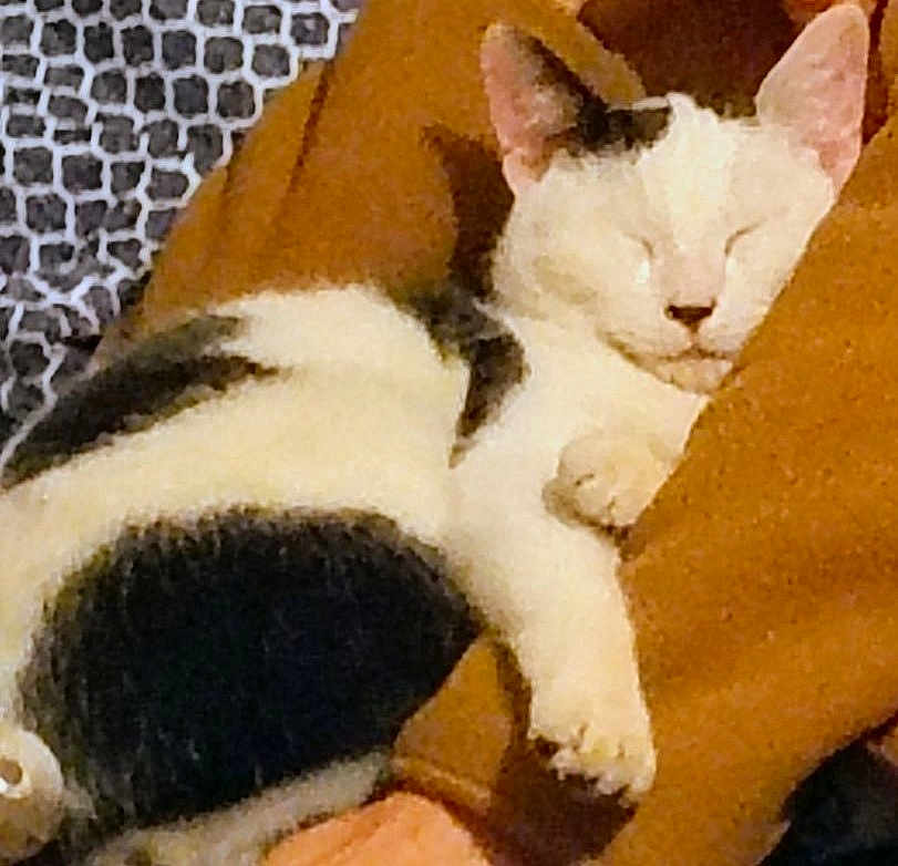 Mr. Hickey joined the competition — help win amazing prizes! cat, sleeping, black_and_white, fur, pet, animal, resting, cozy, person, arm, brown_clothing, indoor, closeup, nap, relaxation, domestic, cute, feline, comfort, warm