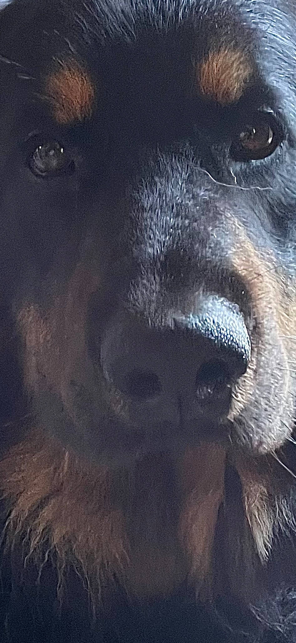 Trilou participe au concours pour gagner de l'argent avec cette photo : canidae, carnivore, companion_dog, dog, dog_breed, electric_blue, eye, eyelash, fur, human_body, iris, snout, sporting_group, terrestrial_animal, whiskers, wildlife, working_animal