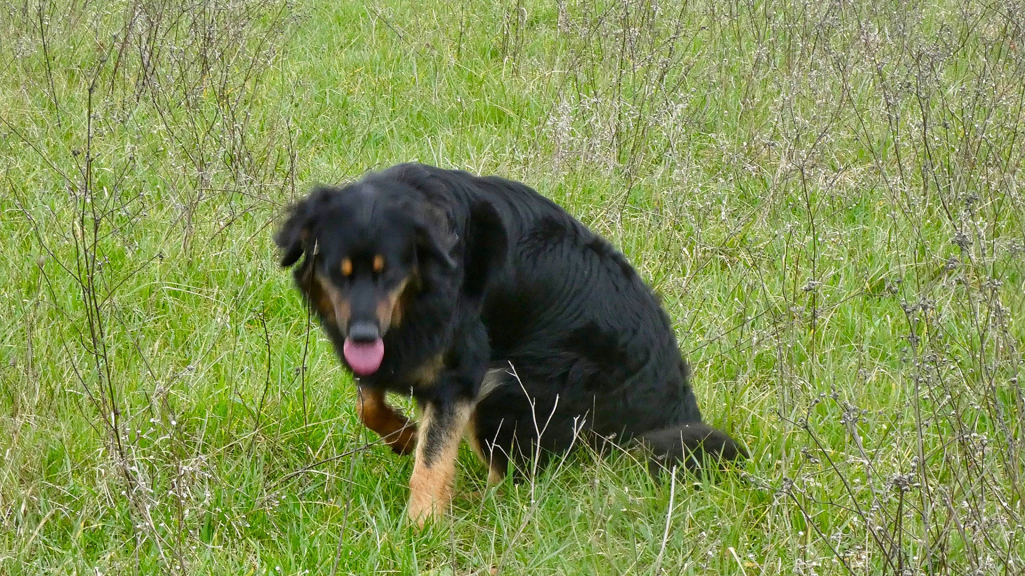 Trilou participe au concours pour gagner de l'argent avec cette photo : canidae, carlin_pinscher, carnivore, companion_dog, dog, dog_breed, event, grass, grassland, guard_dog, hunting_dog, snout, sporting_group, terrestrial_animal, working_dog