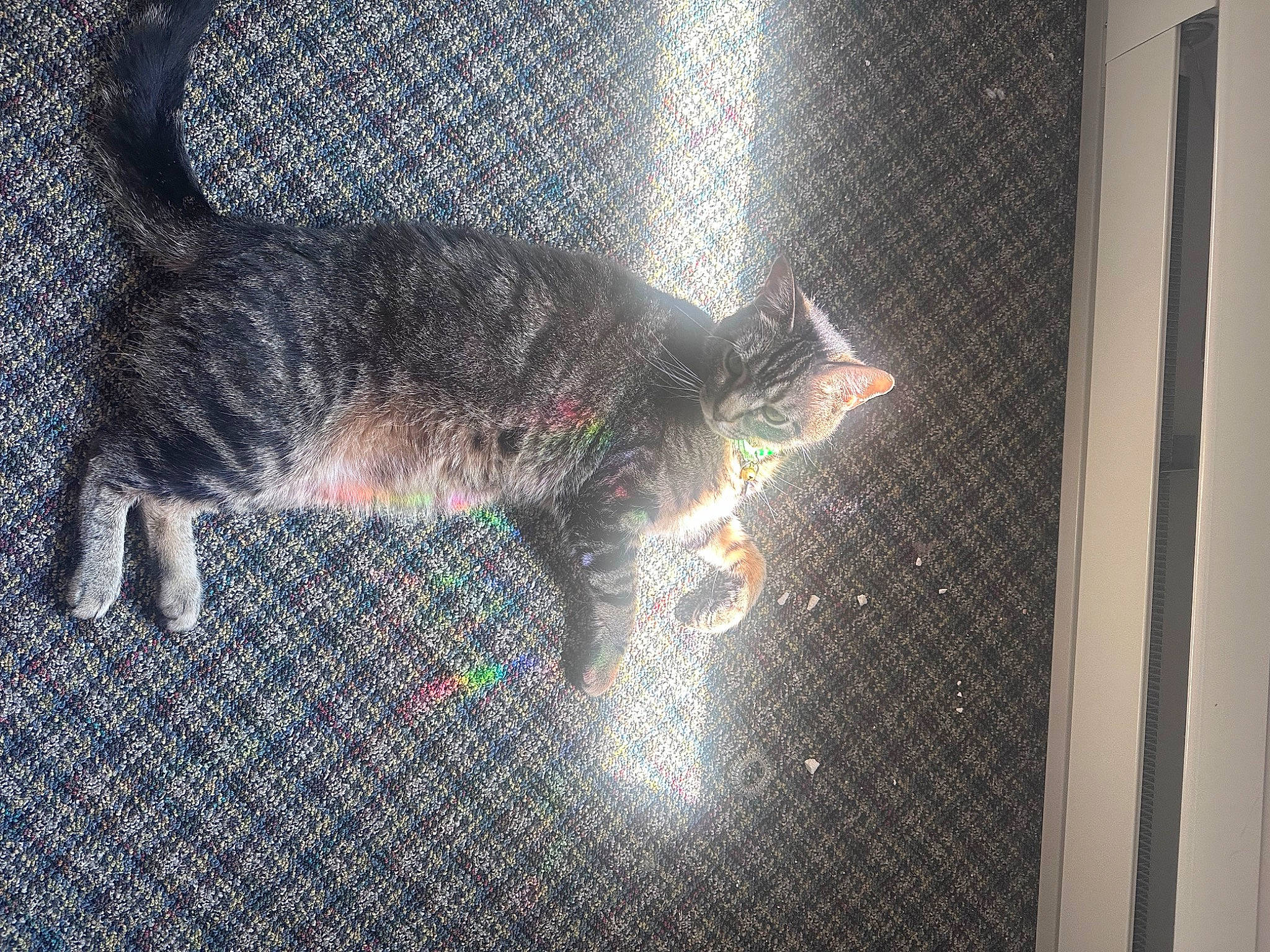 Caleb joined the competition — help win amazing prizes! art, carnivore, cat, darkness, domestic_short_haired_cat, event, felidae, font, fur, glass, graphics, mesh, night, pattern, small_to_medium_sized_cats, space, tail, visual_arts, whiskers, window