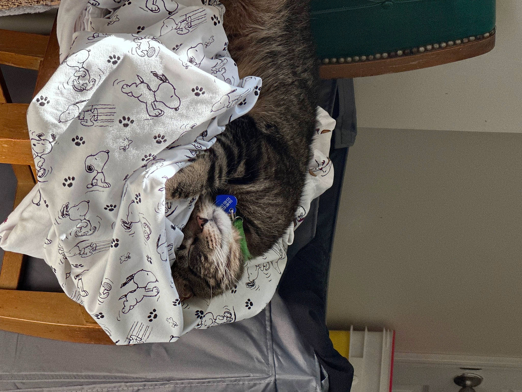 Caleb joined the competition — help win amazing prizes! baby_toddler_clothing, bed_sheet, bedding, carnivore, comfort, day_dress, dress, fashion_accessory, fashion_design, felidae, fur, linens, motif, pattern, room, sleeve, small_to_medium_sized_cats, sporting_group, t_shirt, visual_arts