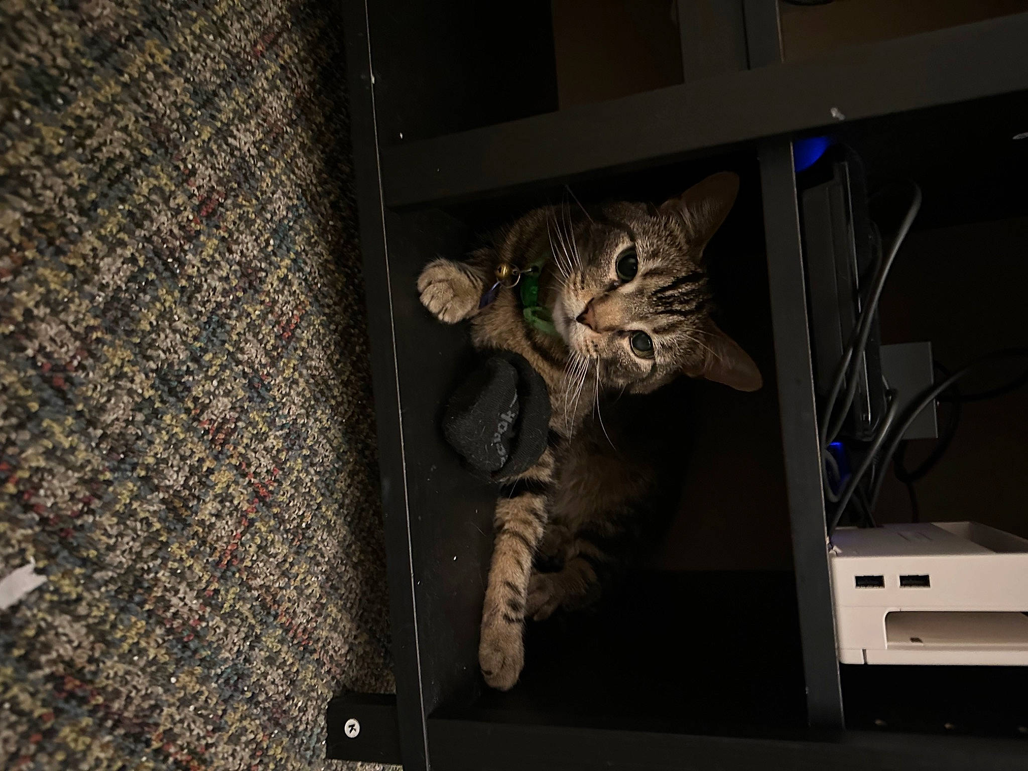 Caleb joined the competition — help win amazing prizes! audio_equipment, carnivore, cat, darkness, display_device, domestic_short_haired_cat, felidae, fur, metal, pattern, room, sleeve, small_to_medium_sized_cats, tail, whiskers, wood, woven_fabric