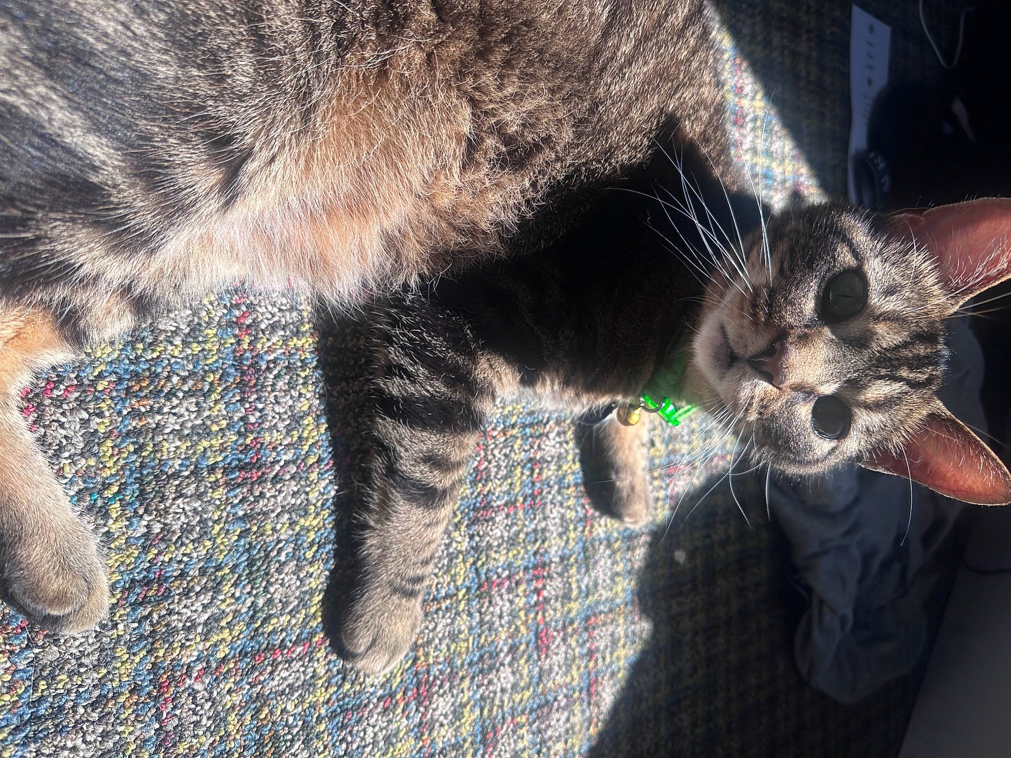 Caleb is registered to the contest to win money with this photo: black_cat, carnivore, cat, claw, comfort, domestic_short_haired_cat, felidae, foot, fur, human_leg, nap, paw, sleep, small_to_medium_sized_cats, snout, tail, terrestrial_animal, whiskers, wildlife