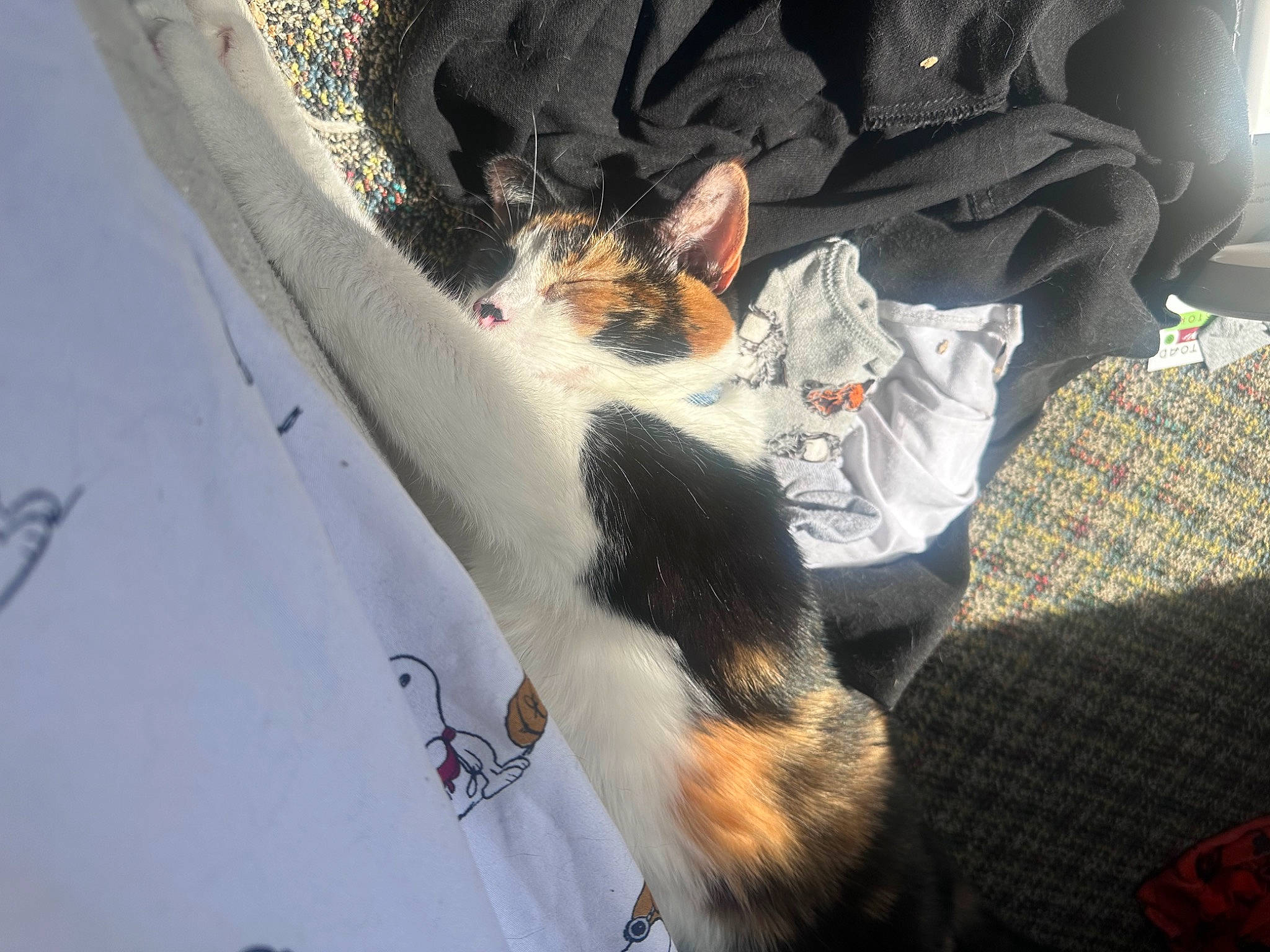 Delilah is registered to the contest to win money with this photo: canidae, carnivore, cat, claw, comfort, companion_dog, dog_breed, domestic_short_haired_cat, felidae, fish, fur, human_leg, lap, linens, nap, paw, small_to_medium_sized_cats, sporting_group, tail, whiskers