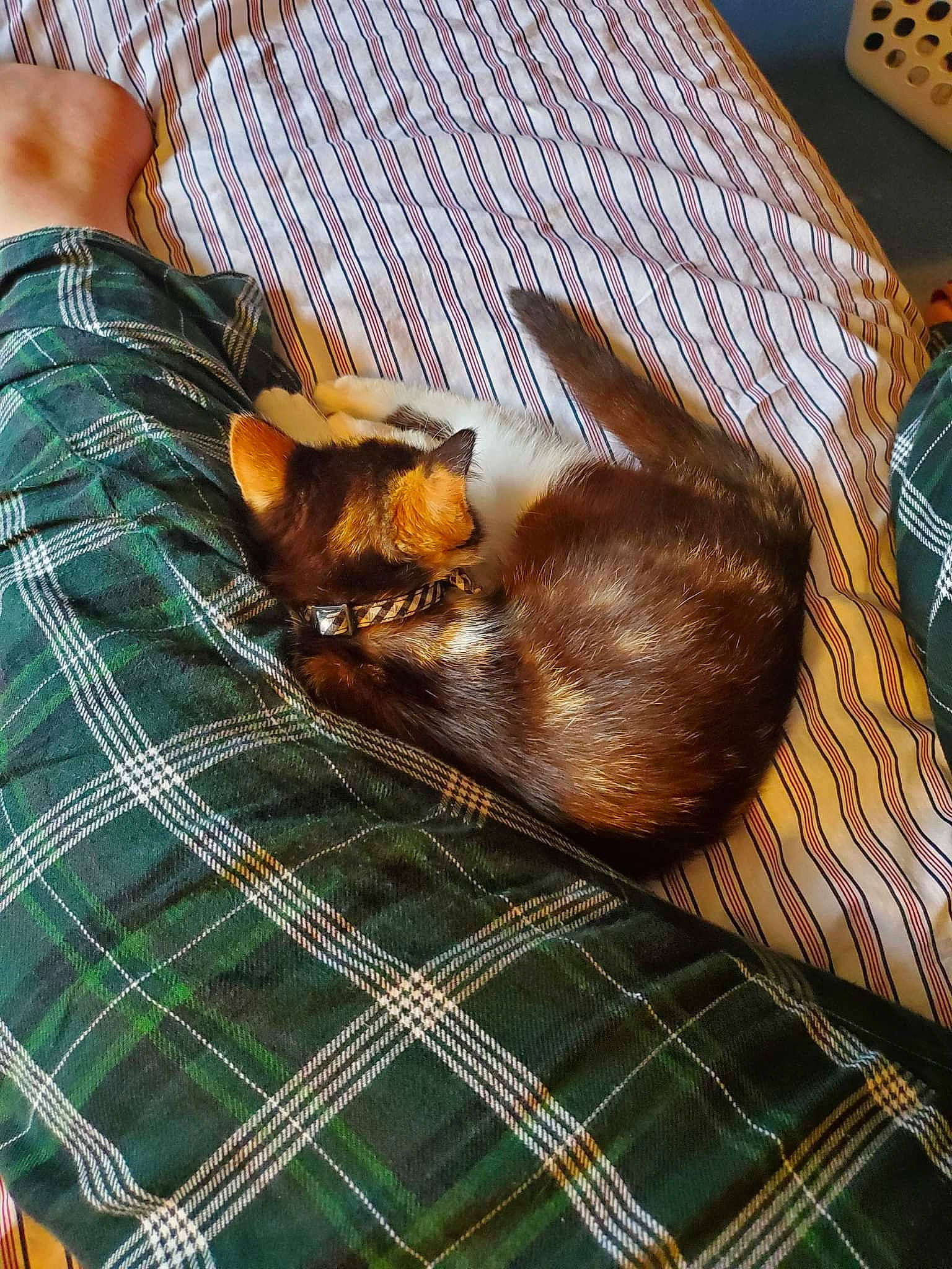 Delilah is registered to the contest to win money with this photo: brown, carnivore, cat, comfort, domestic_short_haired_cat, fawn, felidae, fur, linens, liver, nap, pattern, plaid, room, small_to_medium_sized_cats, tail, tartan, textile, whiskers, wood