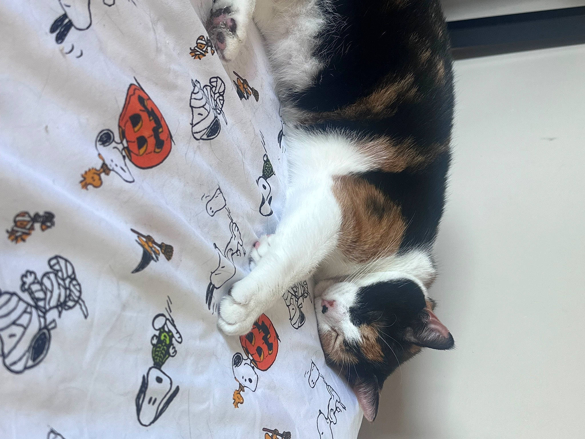 Delilah is registered to the contest to win money with this photo: canidae, carmine, carnivore, cat, claw, comfort, dog_breed, domestic_short_haired_cat, felidae, fur, linens, mammal, pattern, paw, sleeve, small_to_medium_sized_cats, tail, textile, vertebrate, whiskers