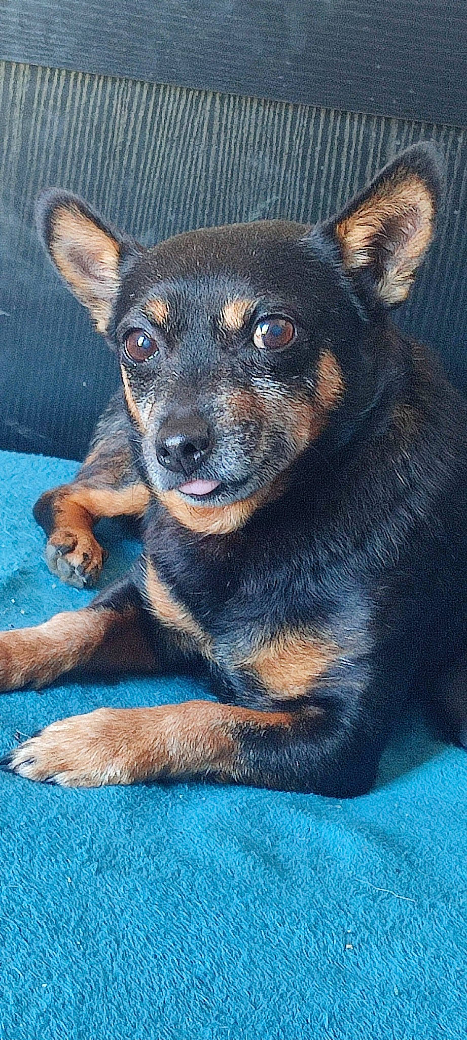 Ruben participe au concours pour gagner de l'argent avec cette photo : canidae, carnivore, companion_dog, dog, dog_breed, electric_blue, fawn, fur, guard_dog, paw, puppy, snout, sporting_group, terrestrial_animal, toy_dog, whiskers, windshield, working_animal, working_dog